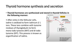 Thyroid hormone synthesis and secretion
• Thyroid hormones are synthesized and stored in thyroid follicles in
the following manner:
• After entry in the follicular cells,
iodine is oxidized to form iodinium (I- )
ions. These ions combine with tyrosine
residues of thyroglobulin to form
mono-iodo tyrosine (MIT) and di-iodo-
tyrosine (DIT). This process is known as
organification of iodine.
 