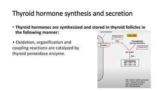 Thyroid hormone synthesis and secretion
• Thyroid hormones are synthesized and stored in thyroid follicles in
the following manner:
• Oxidation, organification and
coupling reactions are catalyzed by
thyroid peroxidase enzyme.
 