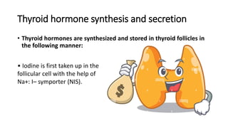 Thyroid hormone synthesis and secretion
• Thyroid hormones are synthesized and stored in thyroid follicles in
the following manner:
• Iodine is first taken up in the
follicular cell with the help of
Na+: I– symporter (NIS).
 