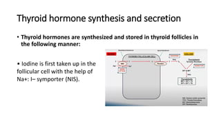 Thyroid hormone synthesis and secretion
• Thyroid hormones are synthesized and stored in thyroid follicles in
the following manner:
• Iodine is first taken up in the
follicular cell with the help of
Na+: I– symporter (NIS).
 