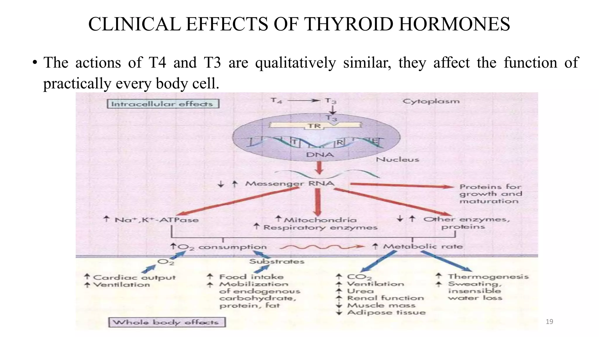 Thyroid hormone and anti thyroid drugs | PPTX