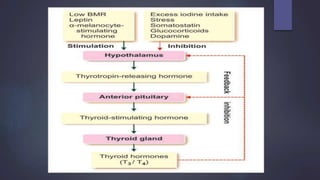 Thyroid hormone (mode of action)