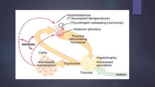 Thyroid hormone (mode of action)