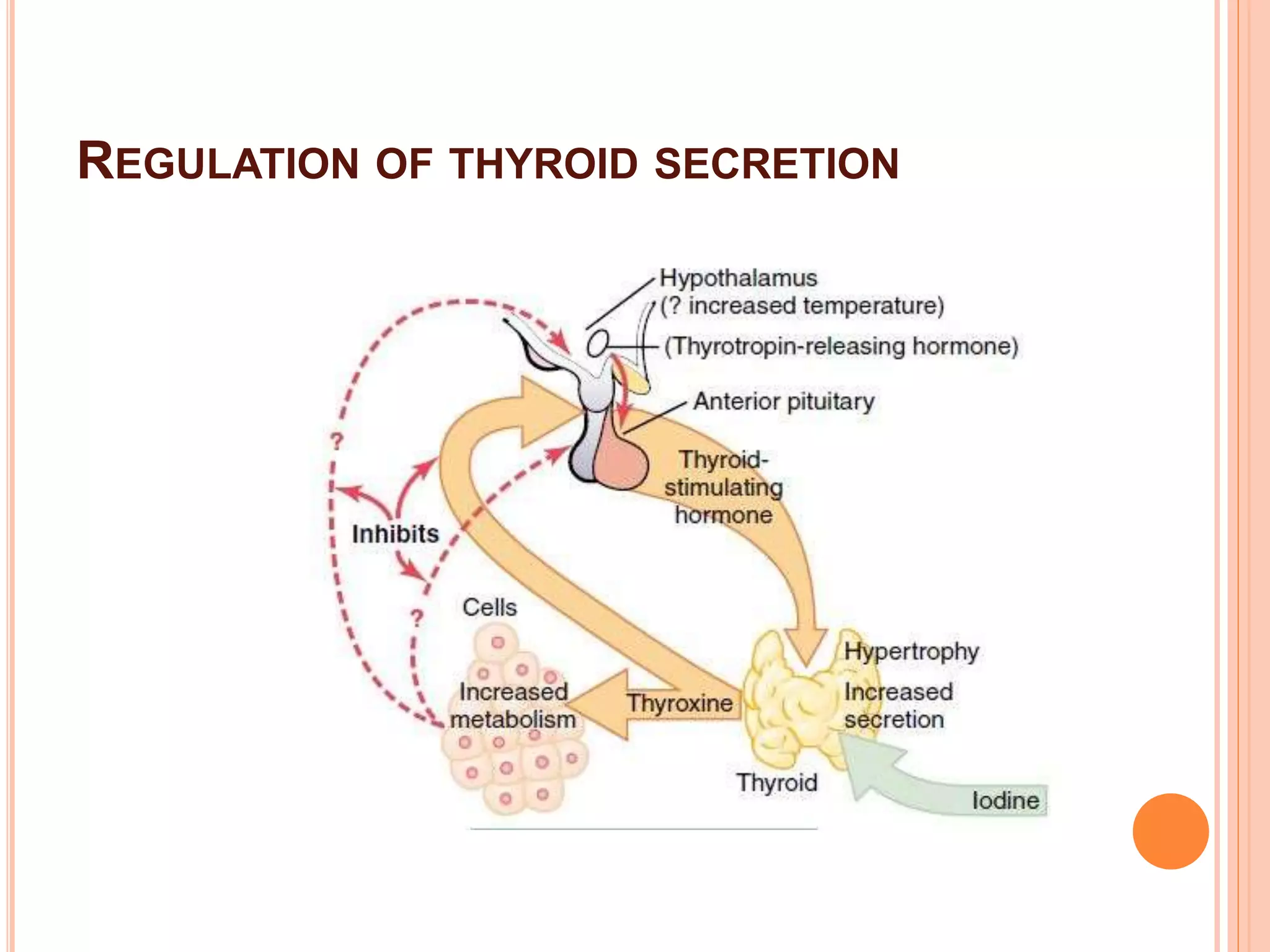 Thyroid gland and Thyroid hormone Physiology ppt | PPTX