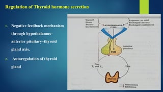 Comprehensive Overview of Thyroid Hormones: Anatomy, Physiology, and ...