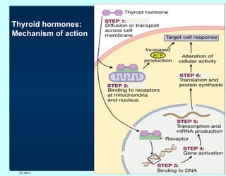 DR. UMA K. Thyroid hormones:  Mechanism of action 