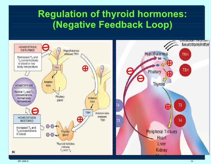 Thyroid Hormones(12 13