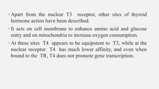 • Apart from the nuclear T3 receptor, other sites of thyroid
hormone action have been described.
• It acts on cell membrane to enhance amino acid and glucose
entry and on mitochondria to increase oxygen consumption.
• At these sites T4 appears to be equipotent to T3, while at the
nuclear receptor T4 has much lower affinity, and even when
bound to the TR, T4 does not promote gene transcription.
 