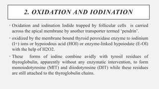 2. OXIDATION AND IODINATION
• Oxidation and iodination Iodide trapped by follicular cells is carried
across the apical membrane by another transporter termed ‘pendrin’.
• oxidized by the membrane bound thyroid peroxidase enzyme to iodinium
(I+) ions or hypoiodous acid (HOI) or enzyme-linked hypoiodate (E-OI)
with the help of H2O2.
• These forms of iodine combine avidly with tyrosil residues of
thyroglobulin, apparently without any enzymatic intervention, to form
monoiodotyrosine (MIT) and diiodotyrosine (DIT) while these residues
are still attached to the thyroglobulin chains.
 