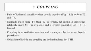 3. COUPLING
• Pairs of iodinated tyrosil residues couple together (Fig. 18.2) to form T3
and T4.
• Normally much more T4 than T3 is formed, but during I2 deficiency
relatively more MIT is available and a greater proportion of T3 is
formed.
• Coupling is an oxidative reaction and is catalysed by the same thyroid
peroxidase.
• Oxidation of iodide and coupling are both stimulated by TSH.
 