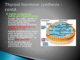 2) Iodide oxidation to 
iodine and Organification 
 Inside the cells, iodide is 
oxidized by membrane 
bound peroxidase 
system to more reactive 
iodine (Iodinium or I+), 
or HOI or E-OI 
 Iodine immediately reacts 
with tyrosine residue on 
a thyroid glycoprotein 
called “thyroglobulin” to 
form: MIT and DIT 
 Both processes are 
catalyzed by thyroid 
peroxidase enzyme 
 