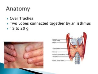  Over Trachea 
 Two Lobes connected together by an isthmus 
 15 to 20 g 
 