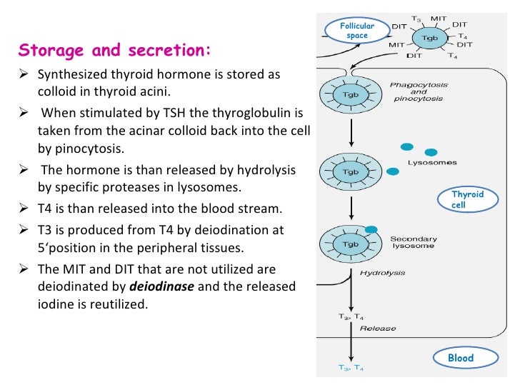 Thyroid Hormones Females