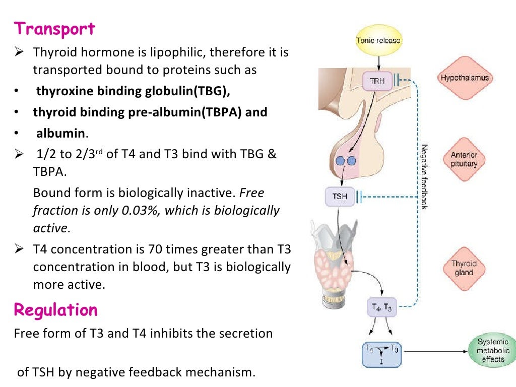 Thyroid Hormones Females