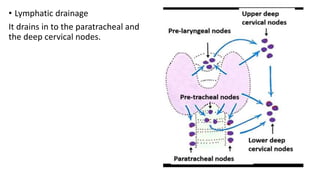 • Lymphatic drainage
It drains in to the paratracheal and
the deep cervical nodes.
 
