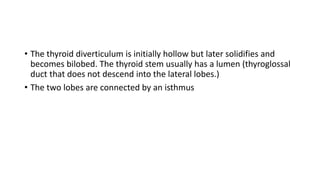 • The thyroid diverticulum is initially hollow but later solidifies and
becomes bilobed. The thyroid stem usually has a lumen (thyroglossal
duct that does not descend into the lateral lobes.)
• The two lobes are connected by an isthmus
 