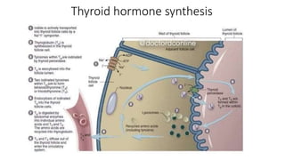 Thyroid hormone synthesis
 