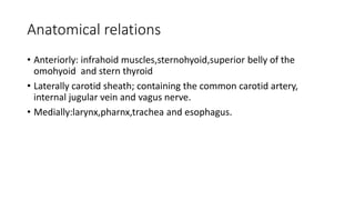 Anatomical relations
• Anteriorly: infrahoid muscles,sternohyoid,superior belly of the
omohyoid and stern thyroid
• Laterally carotid sheath; containing the common carotid artery,
internal jugular vein and vagus nerve.
• Medially:larynx,pharnx,trachea and esophagus.
 