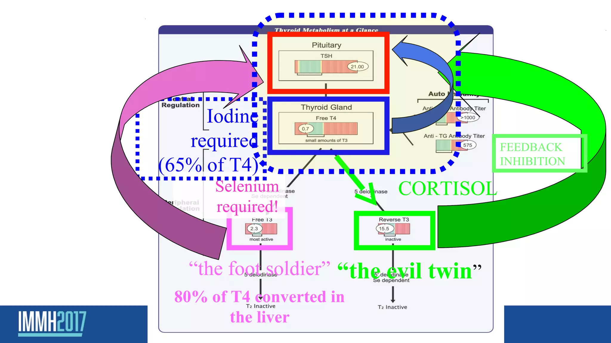 “the foot soldier” “the evil twin”
Selenium
required!
FEEDBACK
INHIBITION
CORTISOL
80% of T4 converted in
the liver
Iodine
required
(65% of T4)
 