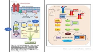 PTC
FC
2020 Update on Fundamental Mechanisms of Thyroid Cancer. Front. Endocrinol.
 
