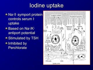 Iodine uptake
Iodine uptake
Na
Na+
+
/I
/I-
-
symport protein
symport protein
controls serum I
controls serum I-
-
uptake
uptake
Based on Na
Based on Na+
+
/K
/K+
+
antiport potential
antiport potential
Stimulated by TSH
Stimulated by TSH
Inhibited by
Inhibited by
Perchlorate
Perchlorate
 