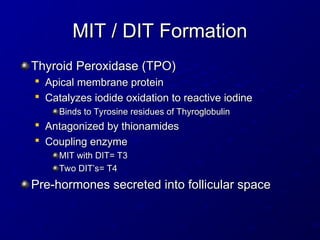 MIT / DIT Formation
MIT / DIT Formation
Thyroid Peroxidase (TPO)
Thyroid Peroxidase (TPO)

Apical membrane protein
Apical membrane protein

Catalyzes iodide oxidation to reactive iodine
Catalyzes iodide oxidation to reactive iodine
Binds to Tyrosine residues of Thyroglobulin
Binds to Tyrosine residues of Thyroglobulin

Antagonized by thionamides
Antagonized by thionamides

Coupling enzyme
Coupling enzyme
MIT with DIT= T3
MIT with DIT= T3
Two DIT’s= T4
Two DIT’s= T4
Pre-hormones secreted into follicular space
Pre-hormones secreted into follicular space
 
