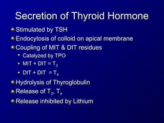 Secretion of Thyroid Hormone
Secretion of Thyroid Hormone
Stimulated by TSH
Stimulated by TSH
Endocytosis of colloid on apical membrane
Endocytosis of colloid on apical membrane
Coupling of MIT & DIT residues
Coupling of MIT & DIT residues

Catalyzed by TPO
Catalyzed by TPO
 MIT + DIT = T
MIT + DIT = T3
3
 DIT + DIT = T
DIT + DIT = T4
4
Hydrolysis of Thyroglobulin
Hydrolysis of Thyroglobulin
Release of T
Release of T3
3, T
, T4
4
Release inhibited by Lithium
Release inhibited by Lithium
 