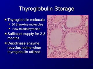 Thyroglobulin Storage
Thyroglobulin Storage
Thyroglobulin molecule
Thyroglobulin molecule

30 thyroxine molecules
30 thyroxine molecules

Few triiodothyronine
Few triiodothyronine
Sufficient supply for 2-3
Sufficient supply for 2-3
months
months
Deiodinase enzyme
Deiodinase enzyme
recycles iodine when
recycles iodine when
thyroglobulin utilized
thyroglobulin utilized
 