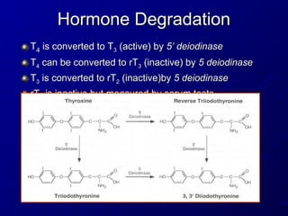 Hormone Degradation
Hormone Degradation
T
T4
4 is converted to T
is converted to T3
3 (active) by
(active) by 5’ deiodinase
5’ deiodinase
T
T4
4 can be converted to rT
can be converted to rT3
3 (inactive) by
(inactive) by 5 deiodinase
5 deiodinase
T
T3
3 is converted to rT
is converted to rT2
2 (inactive)by
(inactive)by 5 deiodinase
5 deiodinase
rT
rT3
3 is inactive but measured by serum tests
is inactive but measured by serum tests
 
