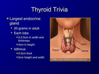 Thyroid Trivia
Thyroid Trivia
Largest endocrine
Largest endocrine
gland
gland

20 grams in adult
20 grams in adult

Each lobe
Each lobe
2-2.5cm in width and
2-2.5cm in width and
thickness
thickness
4cm in height
4cm in height

Isthmus
Isthmus
0.5cm thick
0.5cm thick
2cm height and width
2cm height and width
 