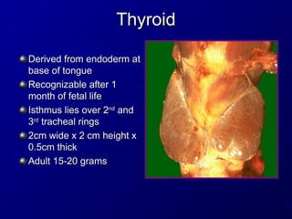Thyroid
Thyroid
Derived from endoderm at
Derived from endoderm at
base of tongue
base of tongue
Recognizable after 1
Recognizable after 1
month of fetal life
month of fetal life
Isthmus lies over 2
Isthmus lies over 2nd
nd
and
and
3
3rd
rd
tracheal rings
tracheal rings
2cm wide x 2 cm height x
2cm wide x 2 cm height x
0.5cm thick
0.5cm thick
Adult 15-20 grams
Adult 15-20 grams
 