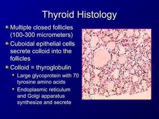 Thyroid Histology
Thyroid Histology
Multiple closed follicles
Multiple closed follicles
(100-300 micrometers)
(100-300 micrometers)
Cuboidal epithelial cells
Cuboidal epithelial cells
secrete colloid into the
secrete colloid into the
follicles
follicles
Colloid = thyroglobulin
Colloid = thyroglobulin

Large glycoprotein with 70
Large glycoprotein with 70
tyrosine amino acids
tyrosine amino acids

Endoplasmic reticulum
Endoplasmic reticulum
and Golgi apparatus
and Golgi apparatus
synthesize and secrete
synthesize and secrete
 