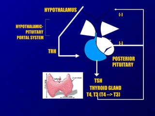 TRH
(+)
HYPOTHALAMUS
ANTERIOR
PITUITARY
HYPOTHALAMIC-
PITUITARY
PORTAL SYSTEM
T4, T3 (T4 --> T3)
THYROID GLAND
TSH
POSTERIOR
PITUITARY
(-)
(-)
 