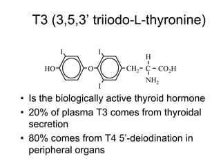 T3 (3,5,3’ triiodo-L-thyronine)
• Is the biologically active thyroid hormone
• 20% of plasma T3 comes from thyroidal
secretion
• 80% comes from T4 5’-deiodination in
peripheral organs
I
HO
I
I
O CH2
NH2
C CO2H
H
 