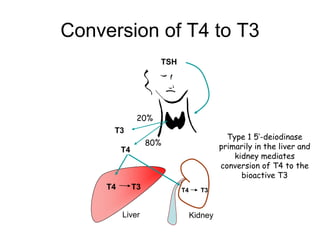 Conversion of T4 to T3
TSH
T4
T3
20%
80%
Type 1 5’-deiodinase
primarily in the liver and
kidney mediates
conversion of T4 to the
bioactive T3
T4 T3
Liver
T4 T3
Kidney
 