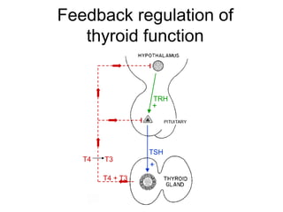 Feedback regulation of
thyroid function
TRH
+
TSH
+
T4 T3
T4 + T3
 