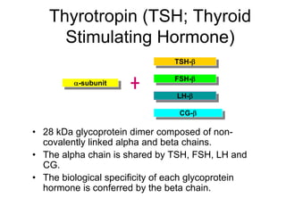 Thyrotropin (TSH; Thyroid
Stimulating Hormone)
• 28 kDa glycoprotein dimer composed of non-
covalently linked alpha and beta chains.
• The alpha chain is shared by TSH, FSH, LH and
CG.
• The biological specificity of each glycoprotein
hormone is conferred by the beta chain.
α-subunit
LH-β
FSH-β
TSH-β
CG-β
 