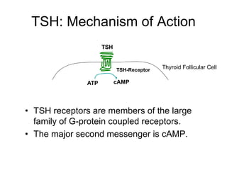 TSH: Mechanism of Action
• TSH receptors are members of the large
family of G-protein coupled receptors.
• The major second messenger is cAMP.
cAMPATP
TSH
TSH-Receptor
Thyroid Follicular Cell
 