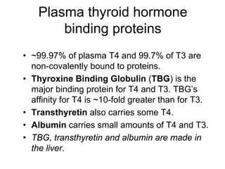 Plasma thyroid hormone
binding proteins
• ~99.97% of plasma T4 and 99.7% of T3 are
non-covalently bound to proteins.
• Thyroxine Binding Globulin (TBG) is the
major binding protein for T4 and T3. TBG’s
affinity for T4 is ~10-fold greater than for T3.
• Transthyretin also carries some T4.
• Albumin carries small amounts of T4 and T3.
• TBG, transthyretin and albumin are made in
the liver.
 