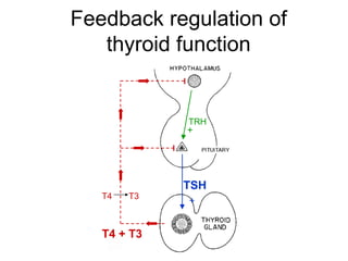 Feedback regulation of
thyroid function
TRH
+
TSH
+T4 T3
T4 + T3
 