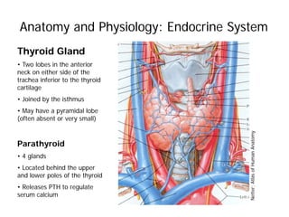 Anatomy and Physiology: Endocrine System
Thyroid Gland
• Two lobes in the anterior
neck on either side of the
trachea inferior to the thyroid
cartilage
• Joined by the isthmus
• May have a pyramidal lobe
(often absent or very small)
Parathyroid
• 4 glands
• Located behind the upper
and lower poles of the thyroid
• Releases PTH to regulate
serum calcium
Netter;AtlasofHumanAnatomy
 