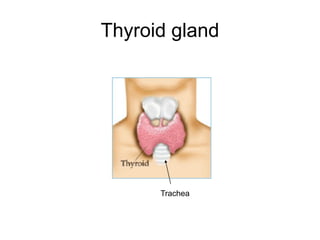 Thyroid gland
Trachea
 