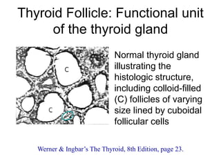 Thyroid Follicle: Functional unit
of the thyroid gland
Normal thyroid gland
illustrating the
histologic structure,
including colloid-filled
(C) follicles of varying
size lined by cuboidal
follicular cells
Werner & Ingbar’s The Thyroid, 8th Edition, page 23.
 
