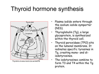 Thyroid hormone synthesis
• Plasma iodide enters through
the sodium iodide symporter
(NIS).
• Thyroglobulin (Tg), a large
glycoprotein, is synthesized
within the thyroid cell.
• Thyroid peroxidase (TPO) sits
on the lumenal membrane. It
iodinates specific tyrosines in
Tg, creating mono- and di-
iodotyrosines.
• The iodotyrosines combine to
form T3 and T4 within the Tg
protein.
Thyrolink at www.merck.de.servlet/PB
 