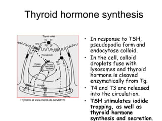 Thyroid hormone synthesis
• In response to TSH,
pseudopodia form and
endocytose colloid.
• In the cell, colloid
droplets fuse with
lysosomes and thyroid
hormone is cleaved
enzymatically from Tg.
• T4 and T3 are released
into the circulation.
• TSH stimulates iodide
trapping, as well as
thyroid hormone
synthesis and secretion.
Thyrolink at www.merck.de.servlet/PB
 