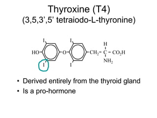 Thyroxine (T4)
(3,5,3’,5’ tetraiodo-L-thyronine)
• Derived entirely from the thyroid gland
• Is a pro-hormone
I
I
HO
I
I
O CH2
NH2
C CO2H
H
 