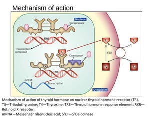 Mechanism of action
Mechanism of action of thyroid hormone on nuclear thyroid hormone receptor (TR).
T3—Triiodothyronine; T4—Thyroxine; TRE—Thyroid hormone response element; RXR—
Retinoid X receptor;
mRNA—Messenger ribonucleic acid; 5’DI—5’Deiodinase
 