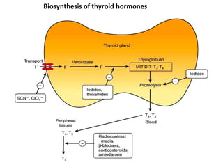 Biosynthesis of thyroid hormones
 
