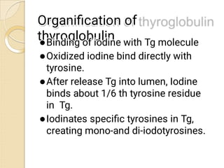 Organiﬁcation of
Organiﬁcation of
thyroglobulin
thyroglobulin








Binding of iodine with Tg molecule
Binding o...