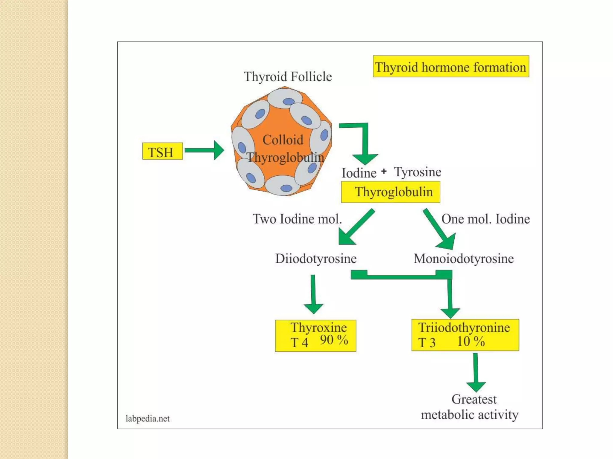Thyroid Metabolic Hormones Pptx